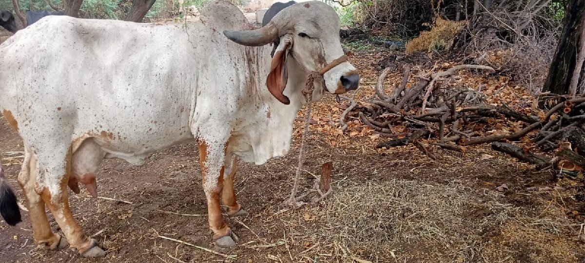 આ ગાય વેચવાની છે