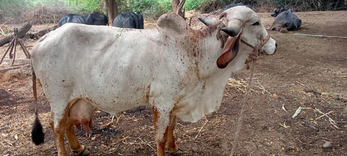 આ ગાય વેચવાની છે