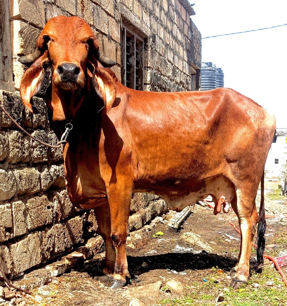 ગીર હોડકી વેચવાની સે