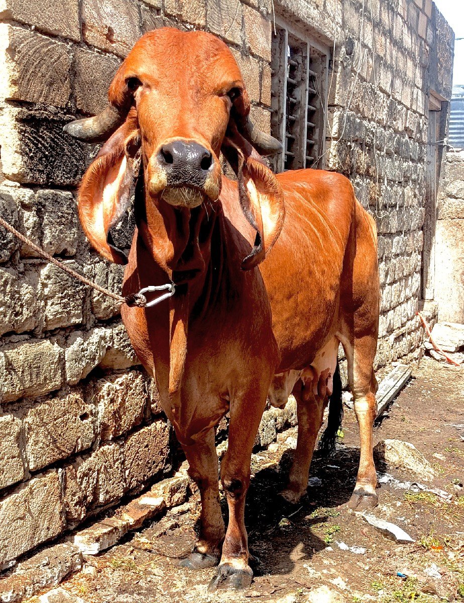 ગીર હોડકી વેચવાની સે