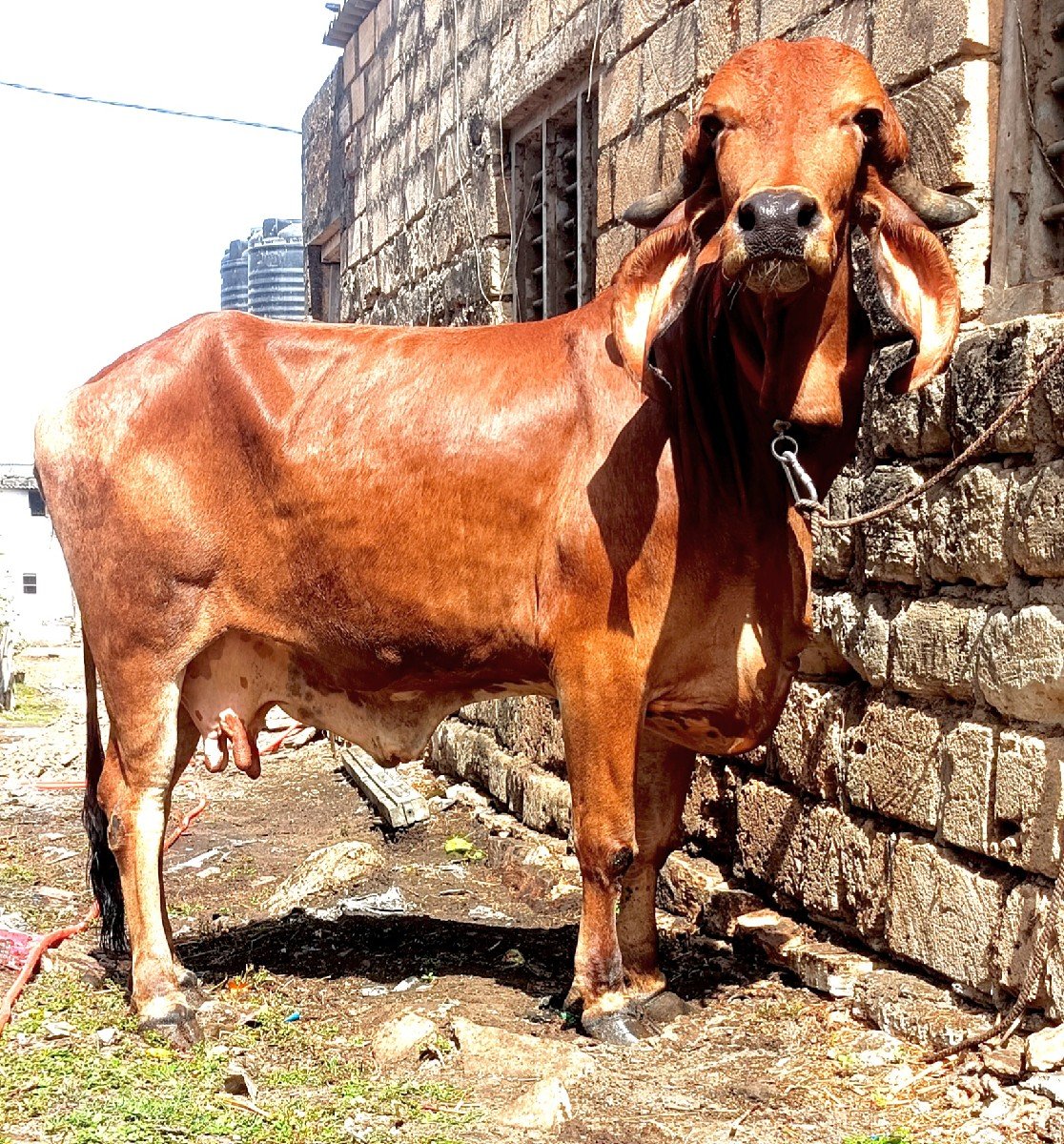 ગીર હોડકી વેચવાની સે
