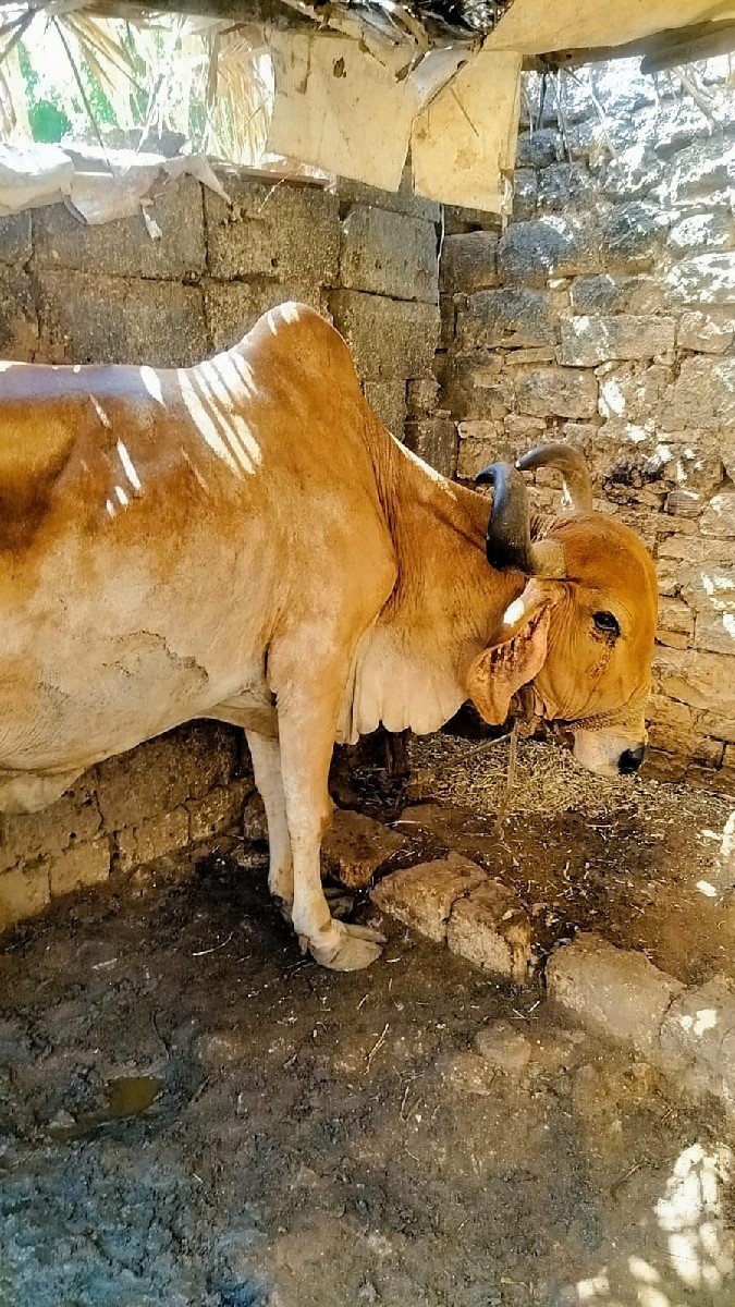 ગાય વેચવા નિ છે.