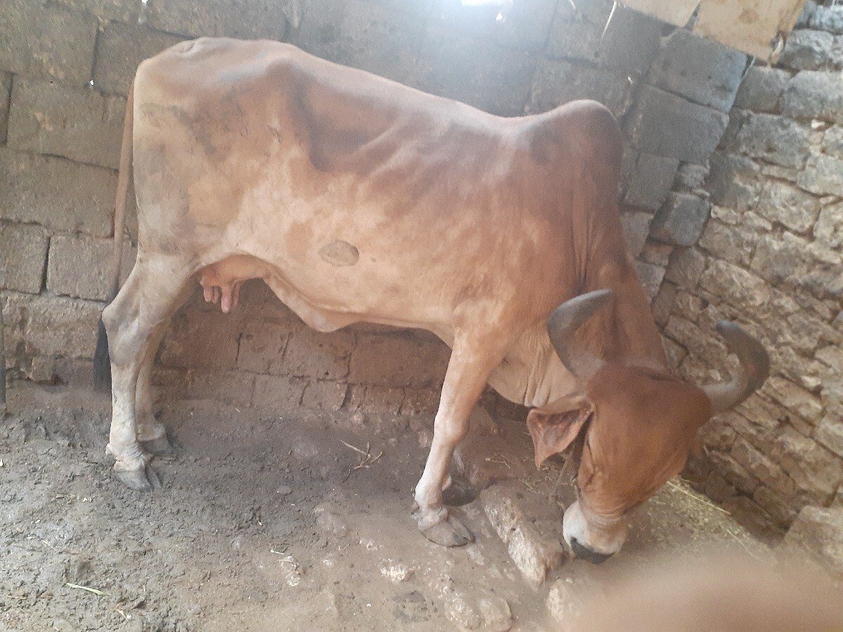 ગાય વેચવા નિ છે.