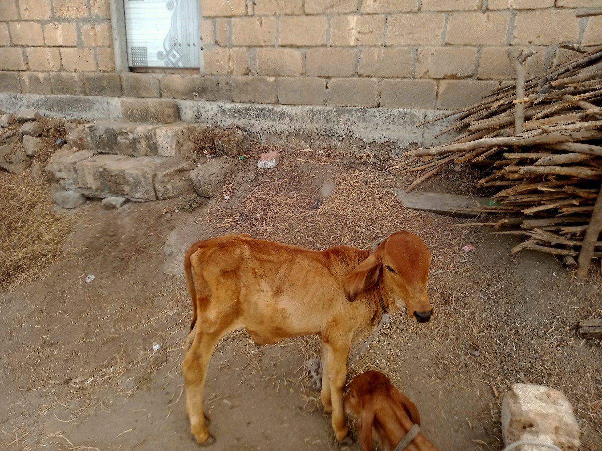 નાથાભાઈ