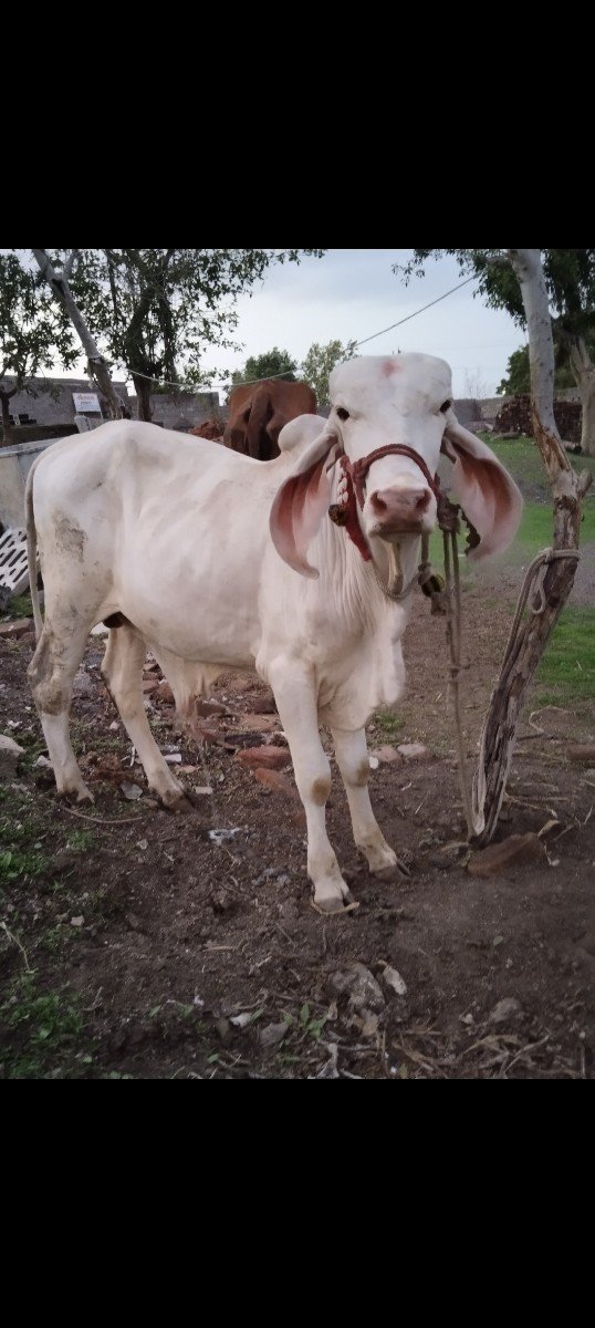 વાઈટ કપિલા વાછળો લેવાનો છે આખો વાઈટ