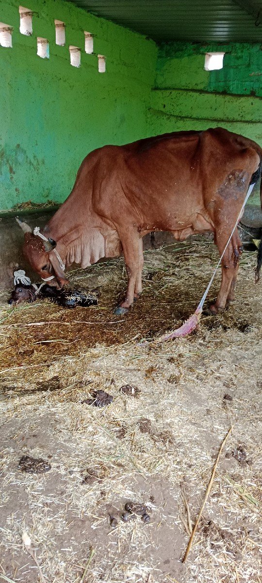 ગાય વેસવા ની સે