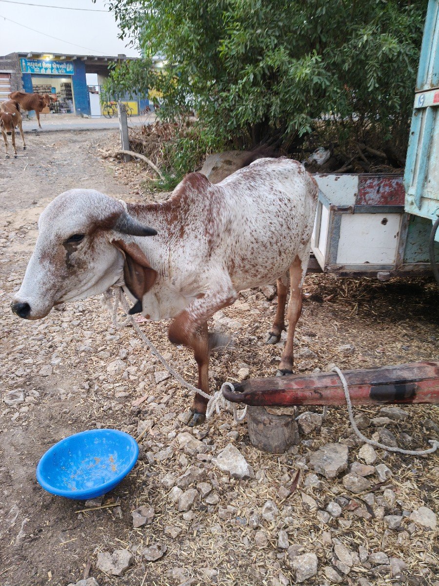 જર્સી