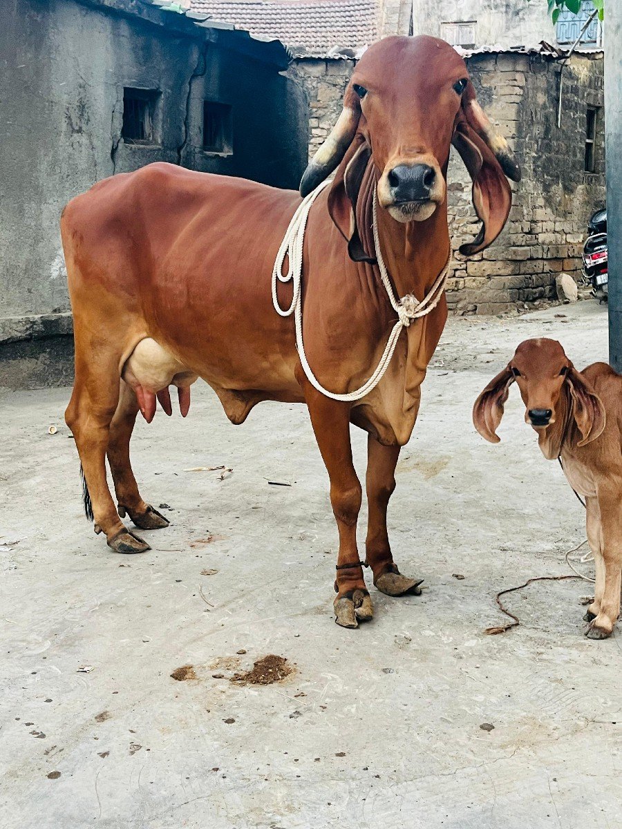 ઓરીજનલ ભાવનગર લાઈન ની હોડકી