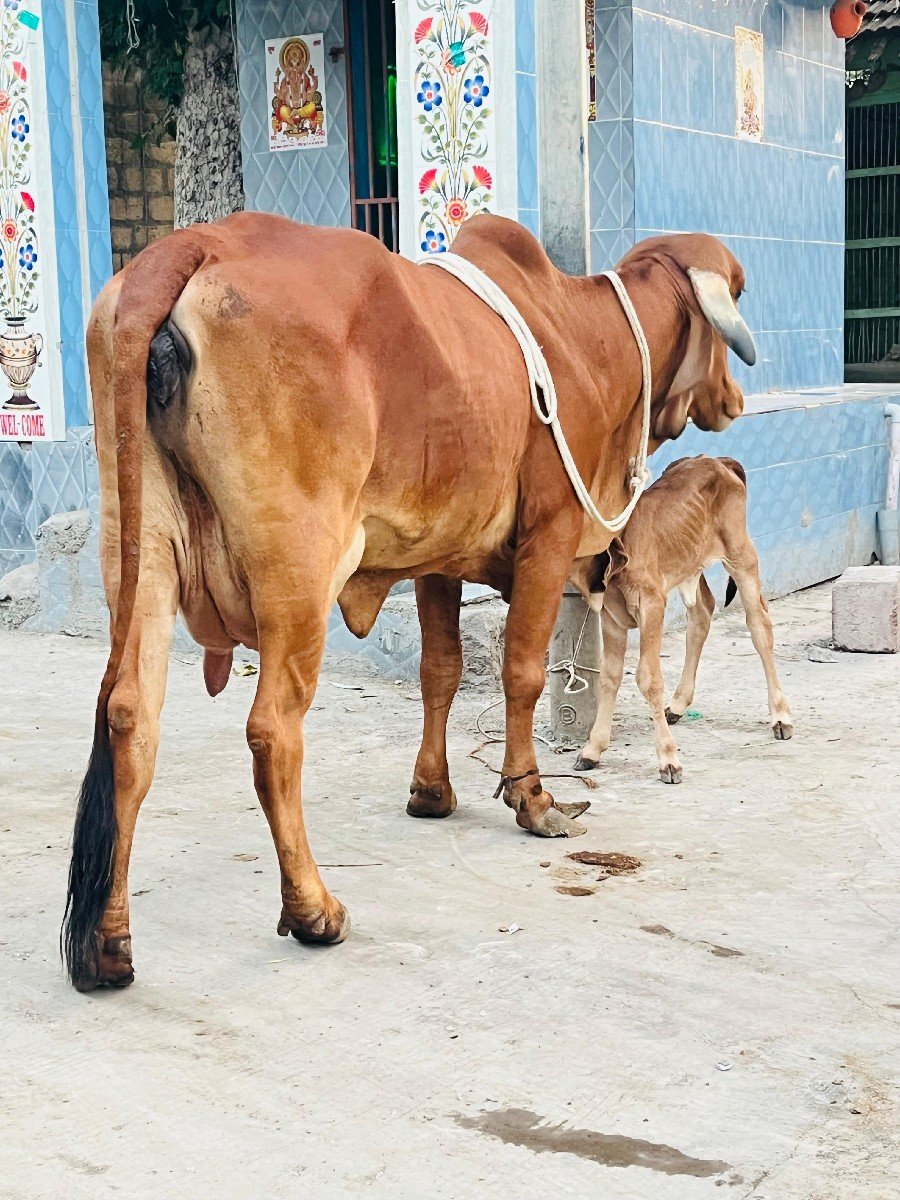 ઓરીજનલ ભાવનગર લાઈન ની હોડકી