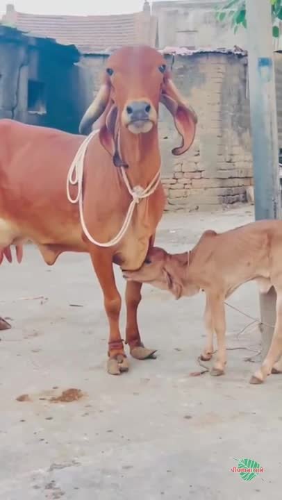 ઓરીજનલ ભાવનગર લાઈન ની હોડકી