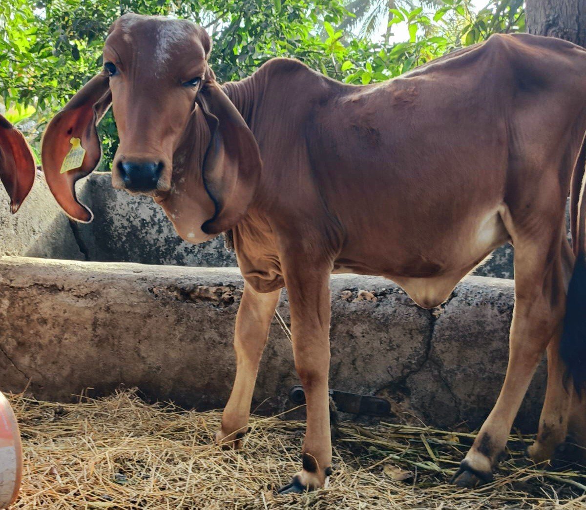 2 ગીર વાછડી વેચવાની છે