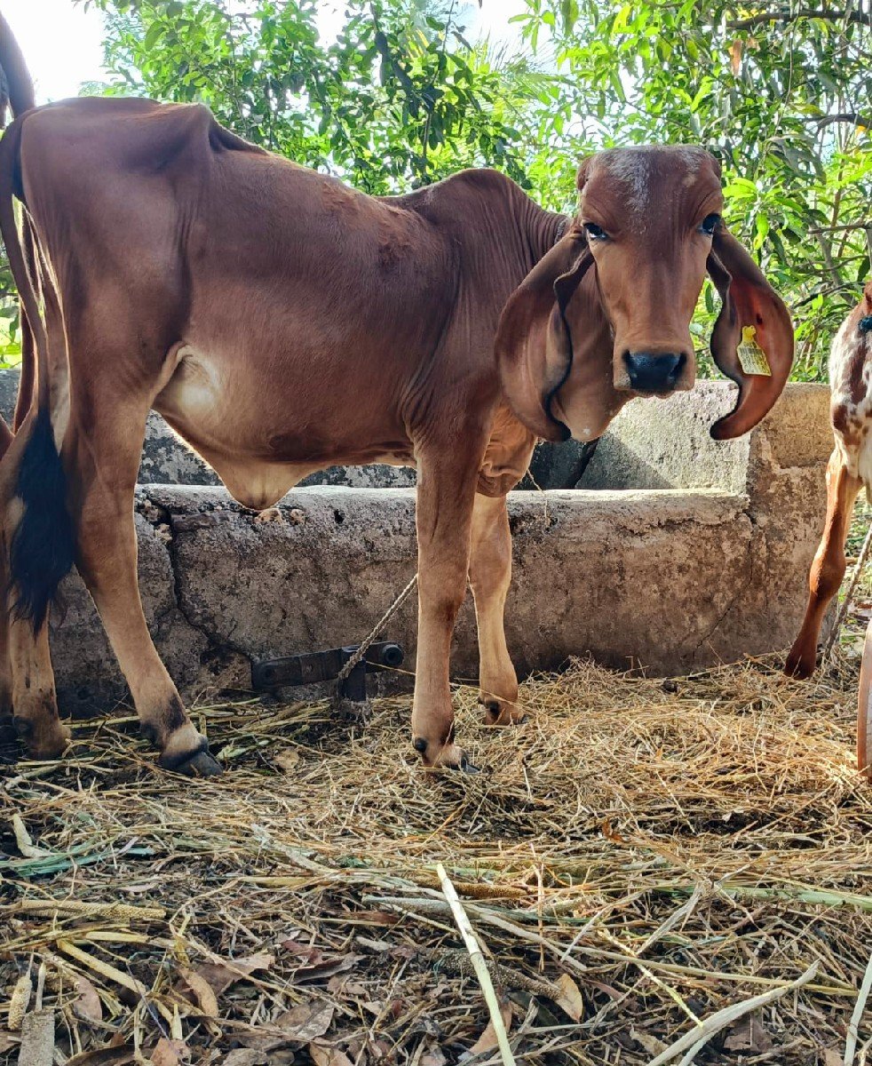 2 ગીર વાછડી વેચવાની છે