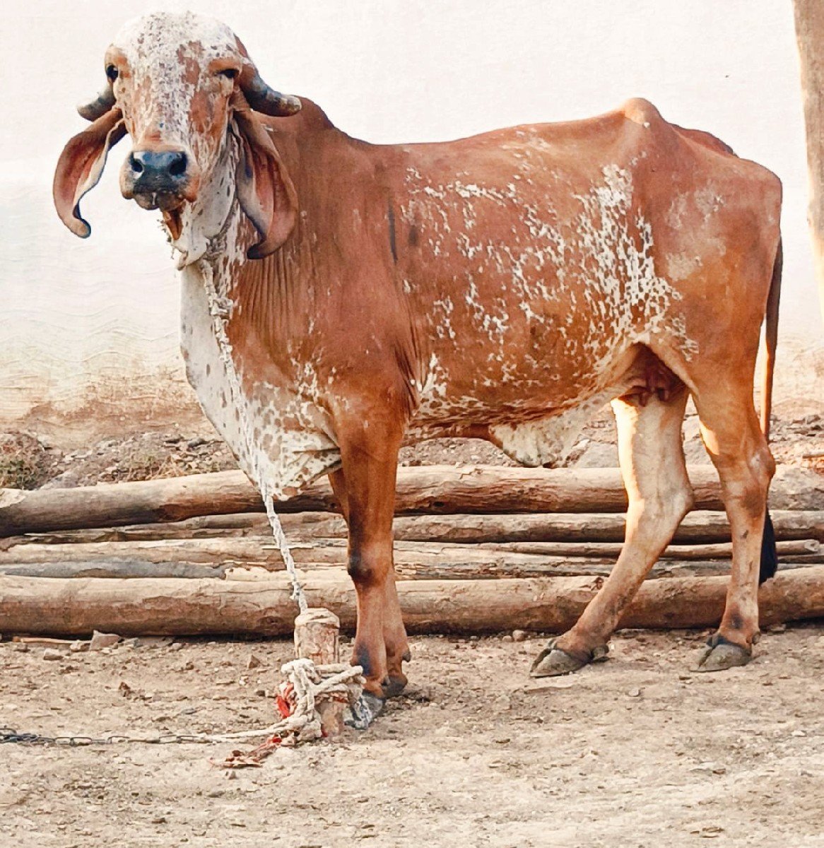 2 ગીર વાછડી વેચવાની છે