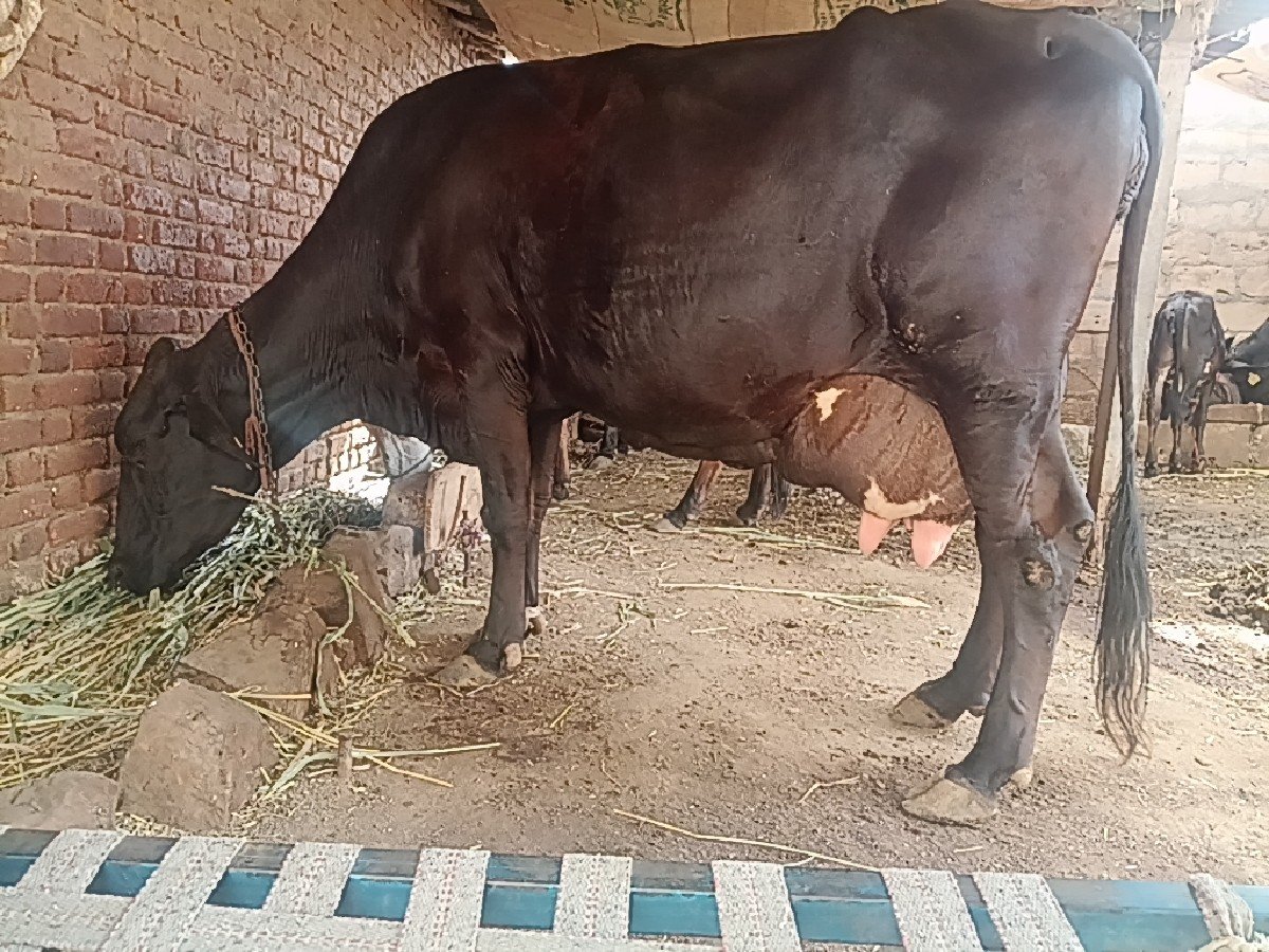 વેતર 3