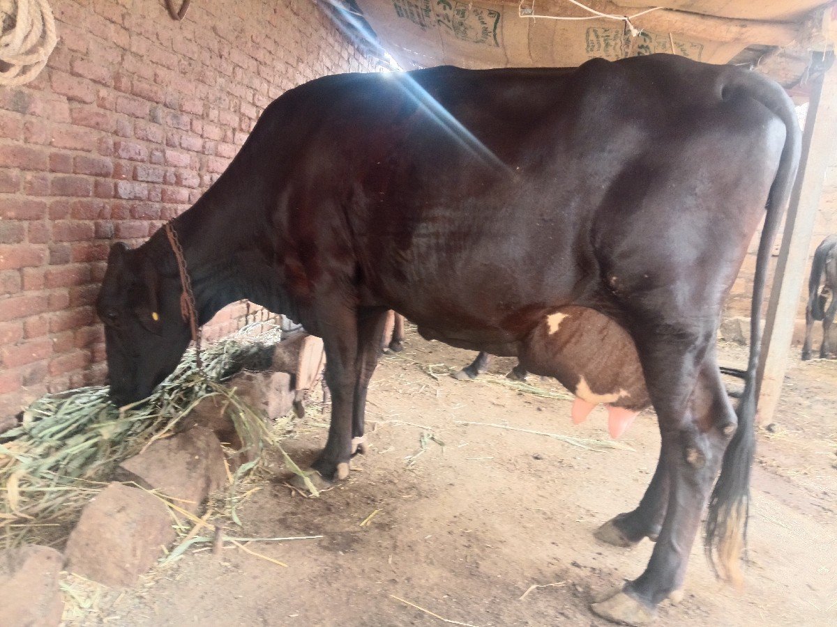 વેતર 3