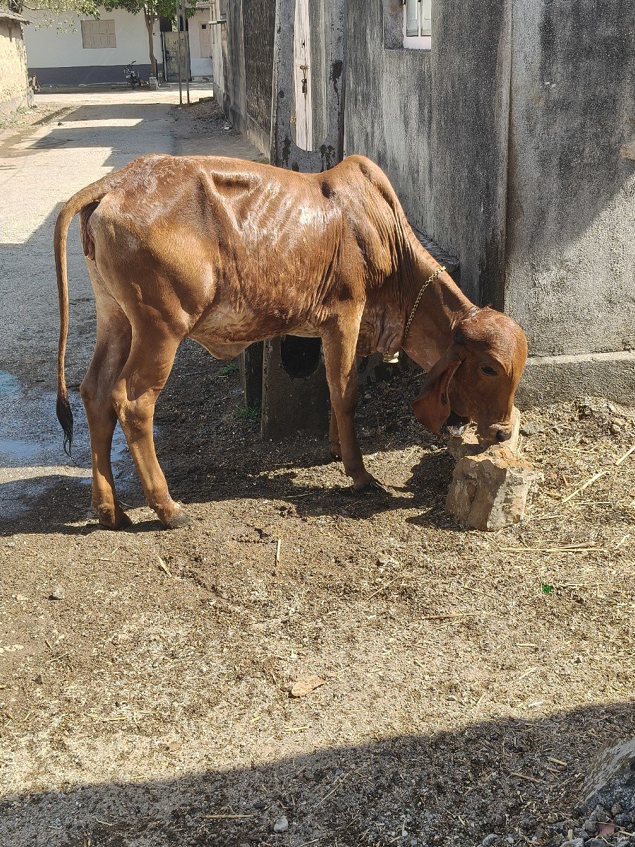 vachdi