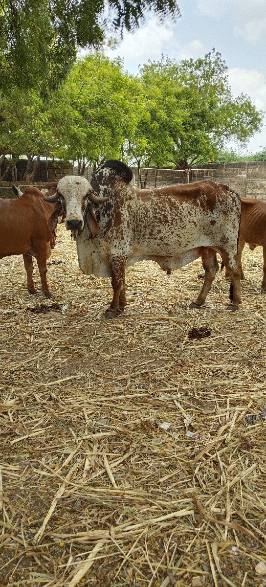 નંદી