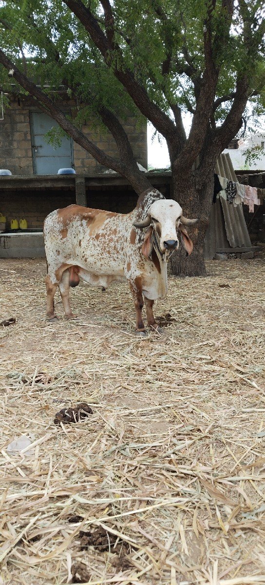 નંદી