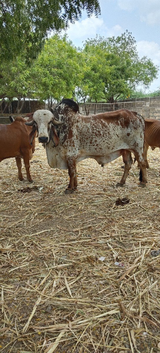 નંદી