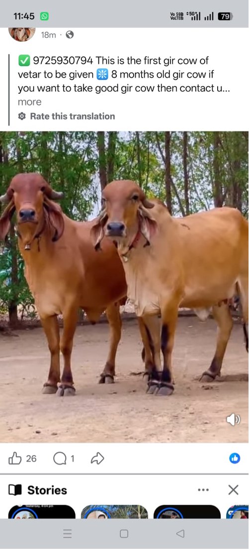 ગીર ઓડકી 8 મહિનાની ગાભણ છે બંને