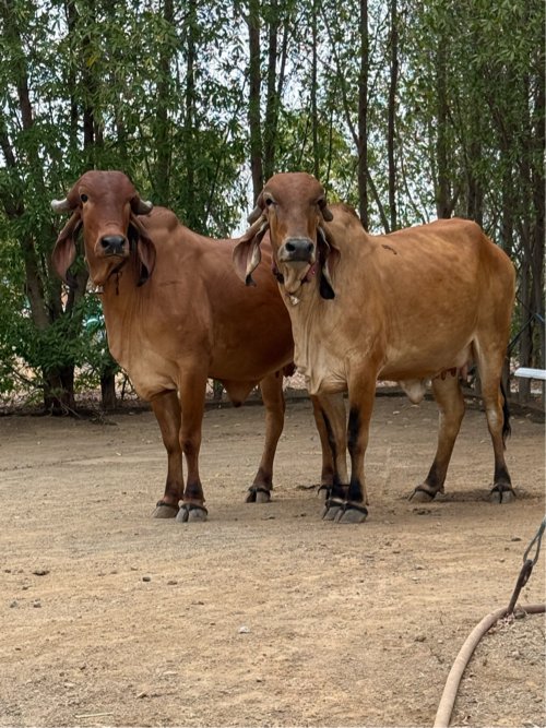 ગીર ઓડકી 8 મહિનાની ગાભણ છે બંને