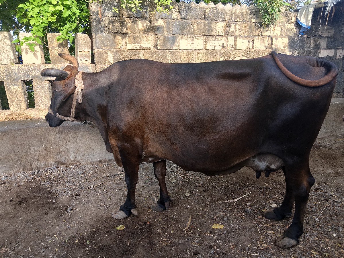 ગાય વેચવાની છે