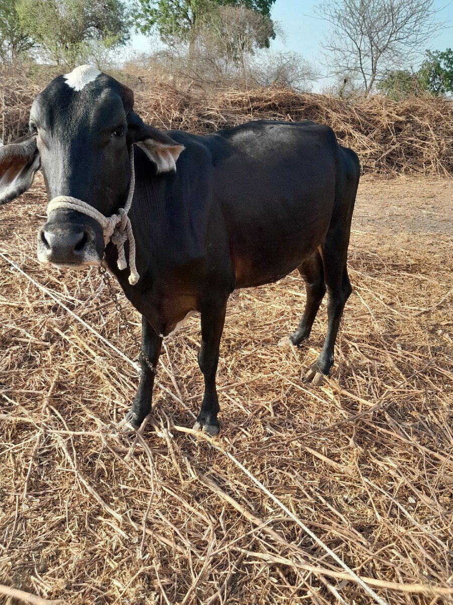 વાછડી આપવાની છે