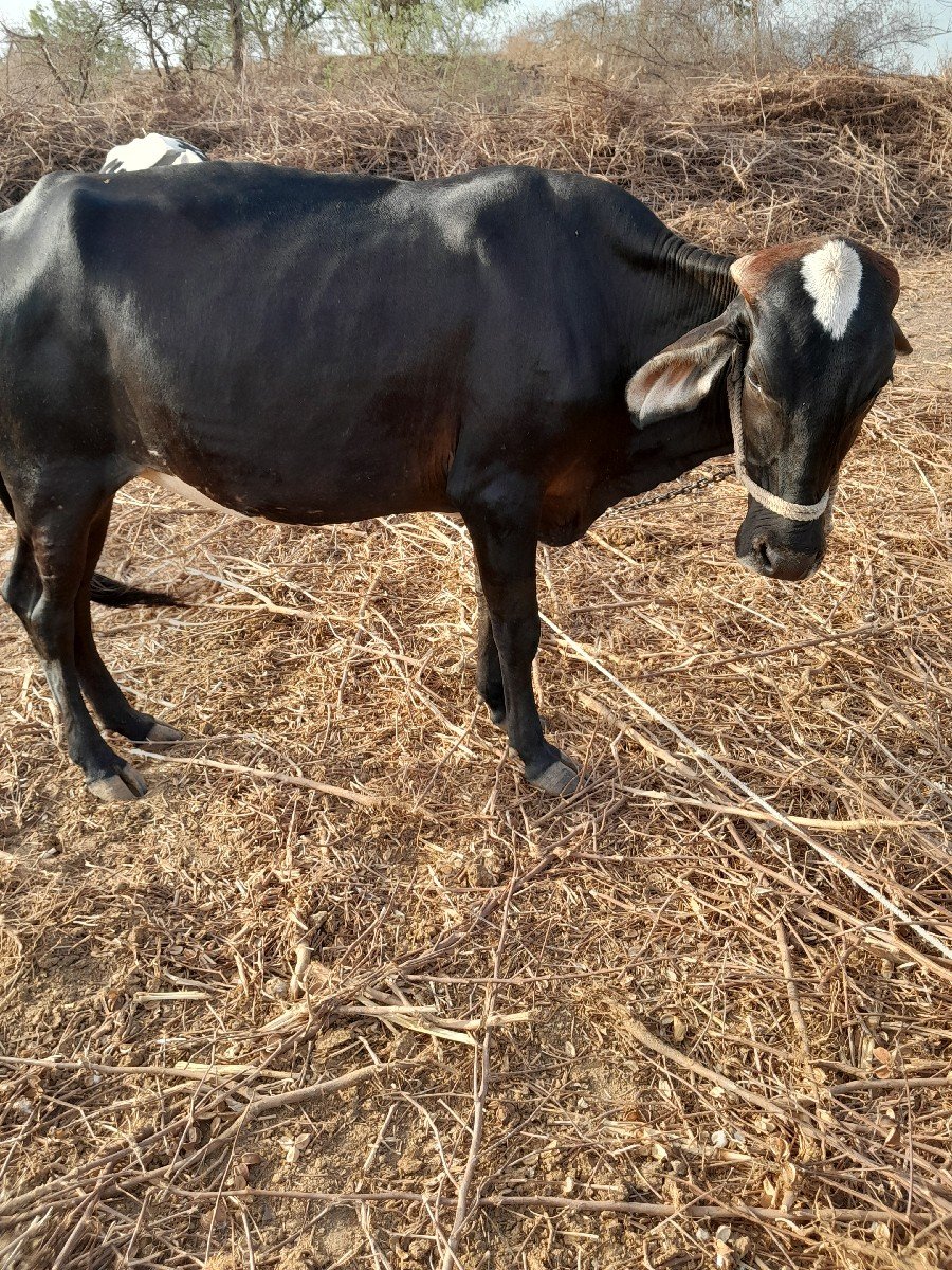 વાછડી આપવાની છે