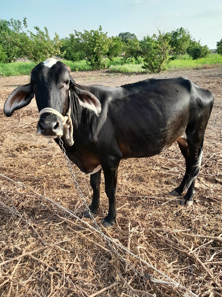 વાછડી આપવાની છે