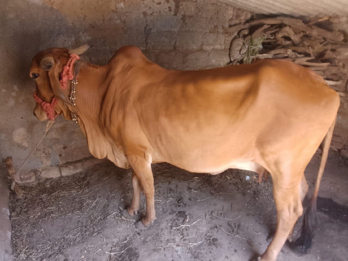 ગાય વેચવાની છે