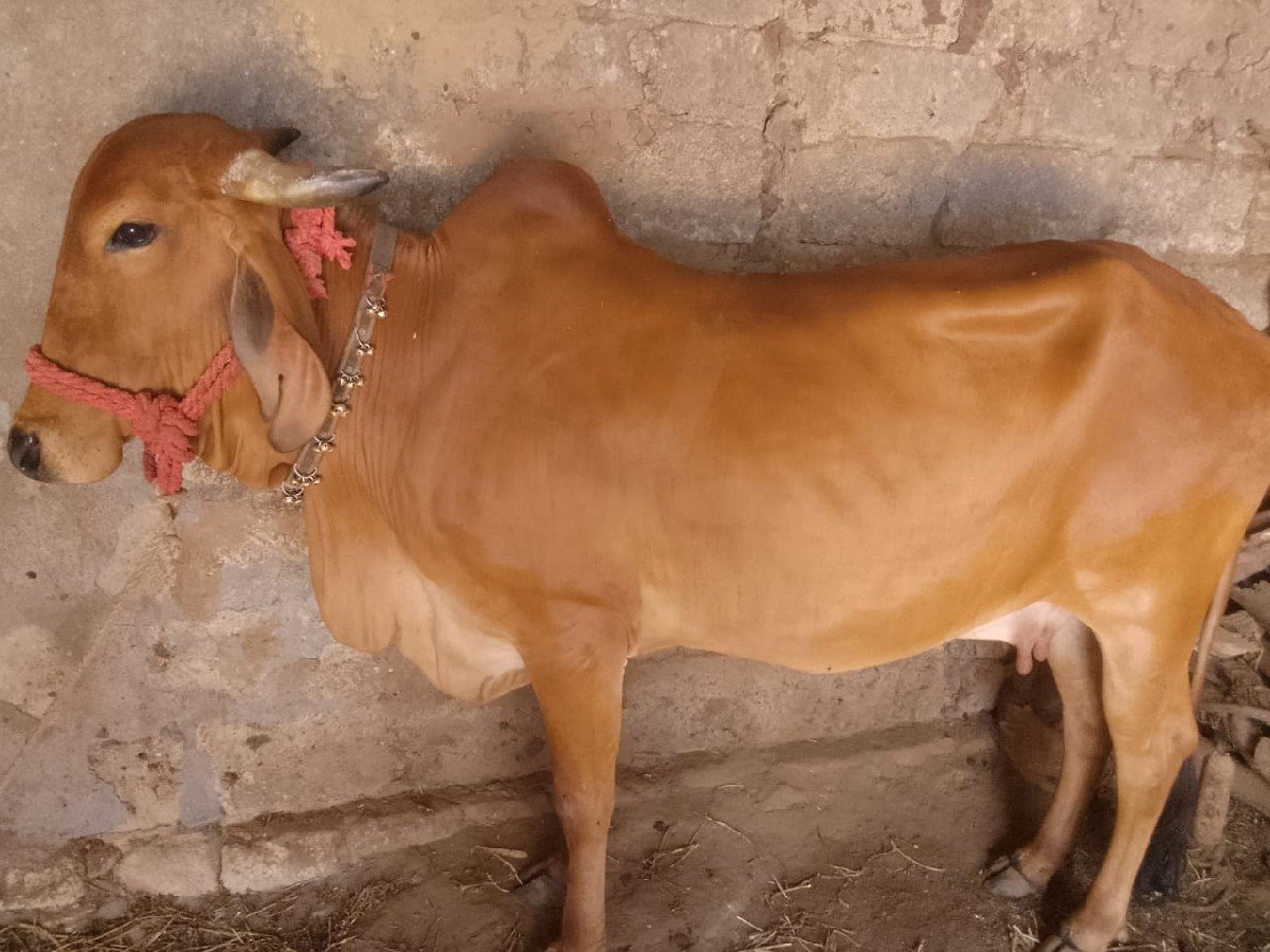 ગાય વેચવાની છે