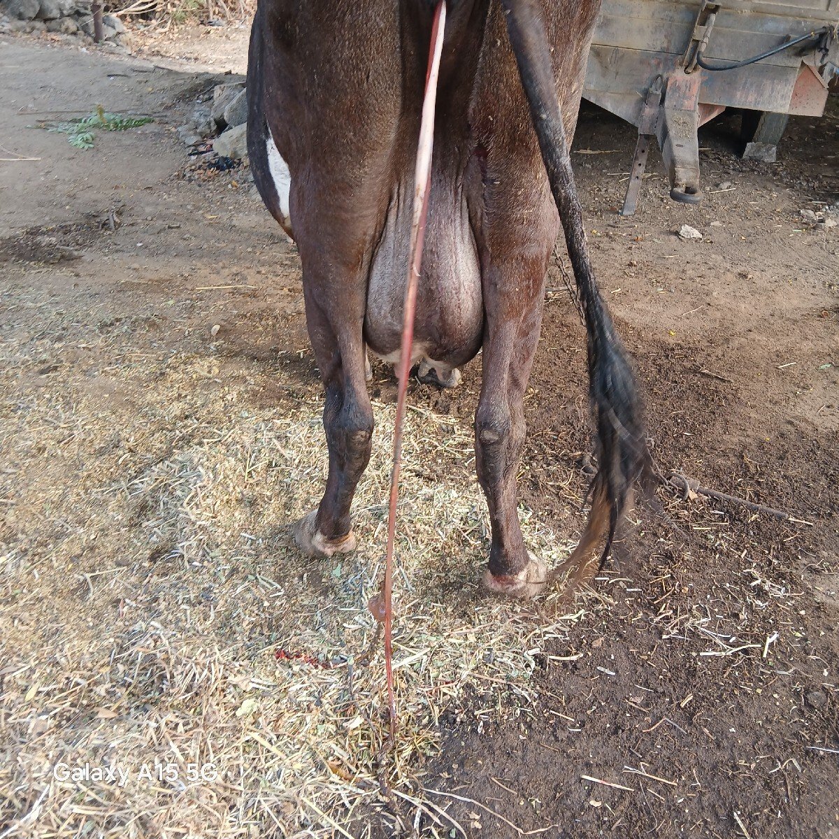 2  વેતર વયાની આજ જ