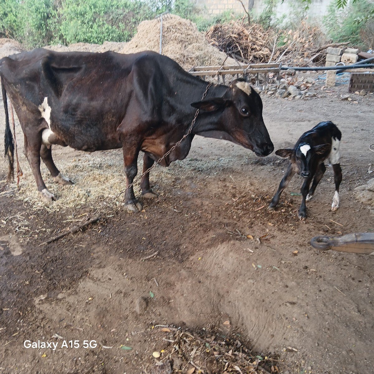 2  વેતર વયાની આજ જ