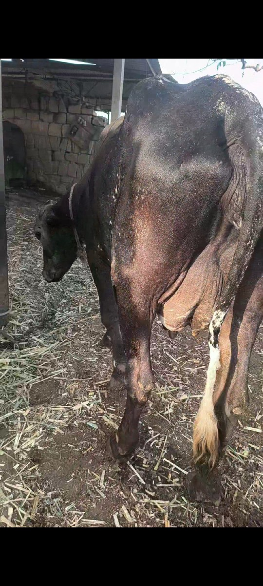 2દિવશ ની વિહાલ