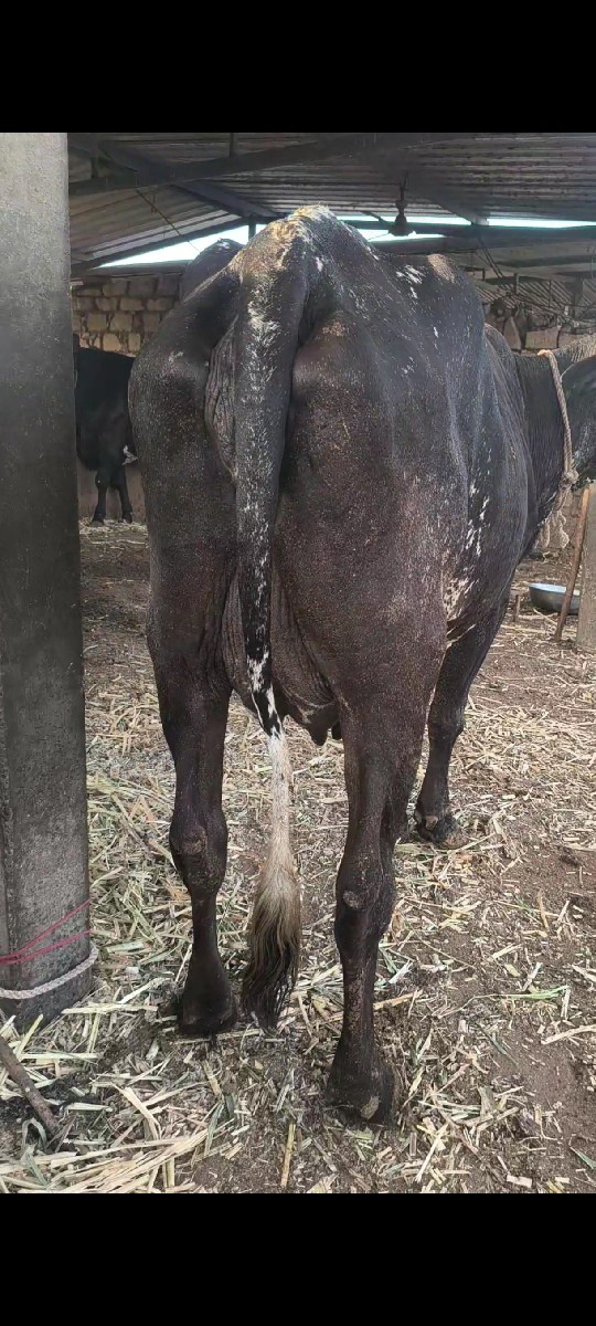 2દિવશ ની વિહાલ
