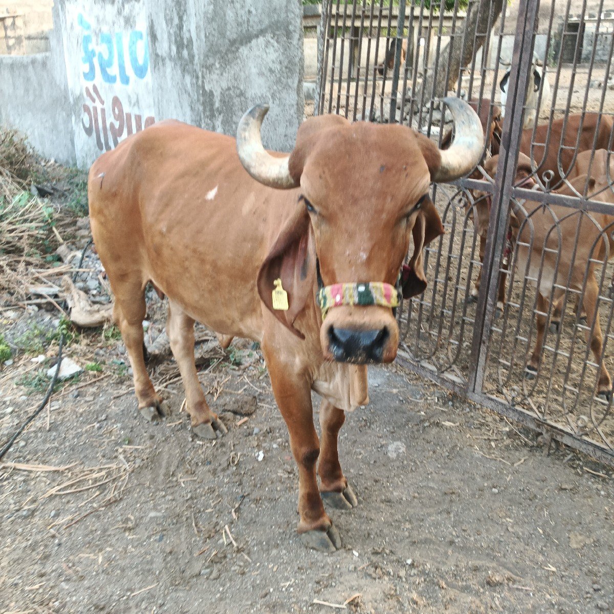 આ ઓળખી વેચવાની છે પેલું વેતર વ્યાસ