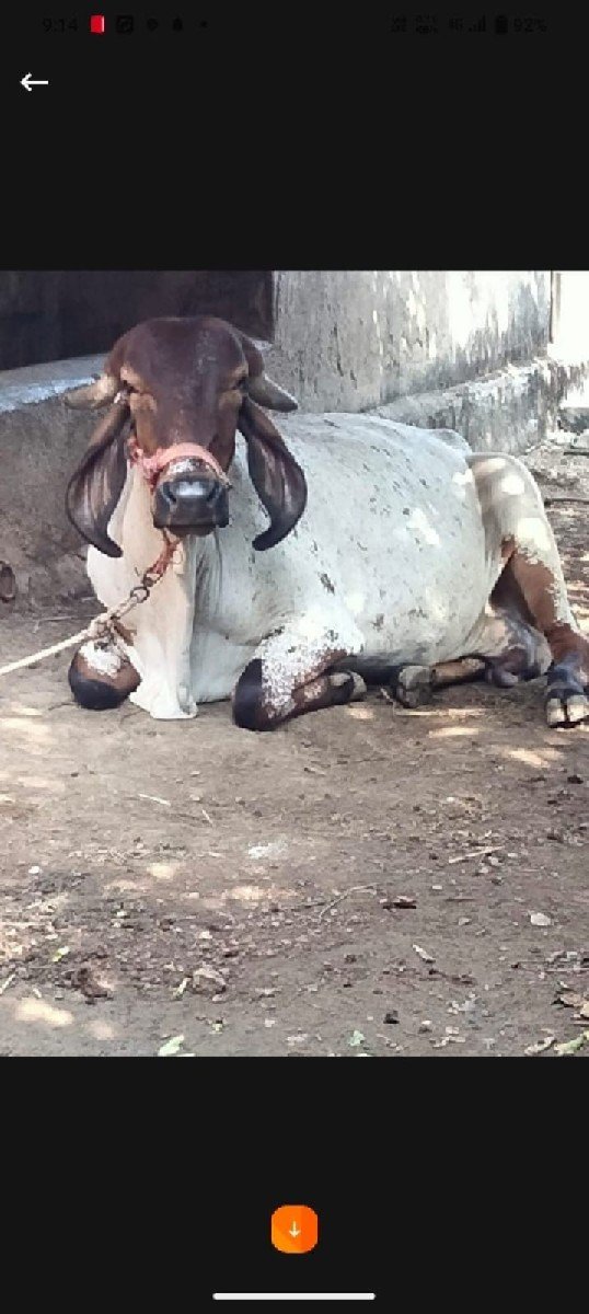ગીર વાછડો દેવાનો છે