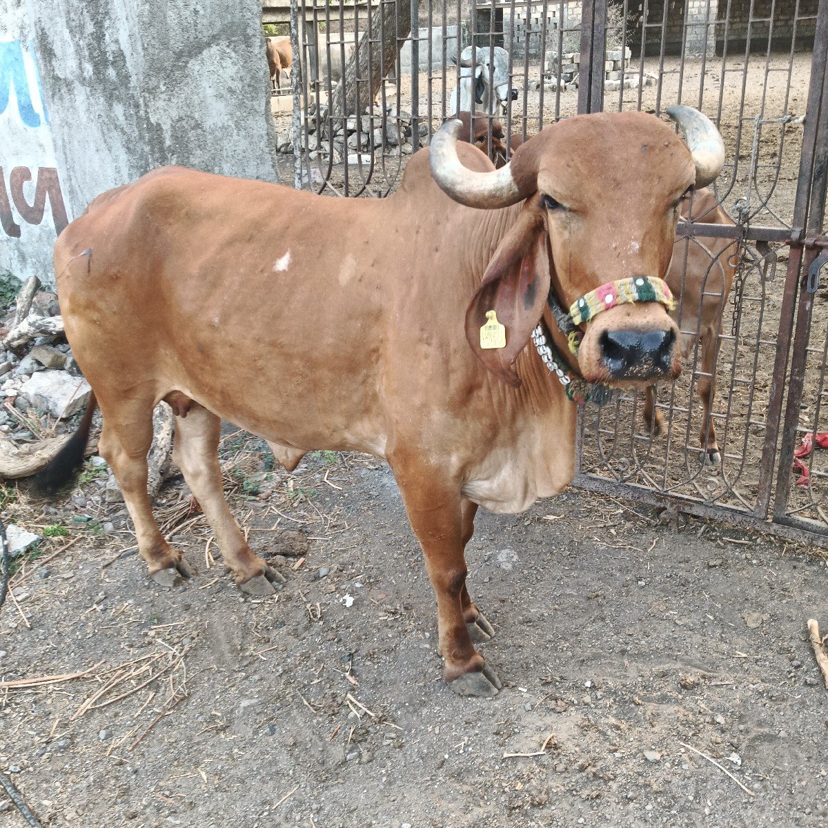 આ ઓળખી વેચવાની છે પેલું વેતર વ્યાસ