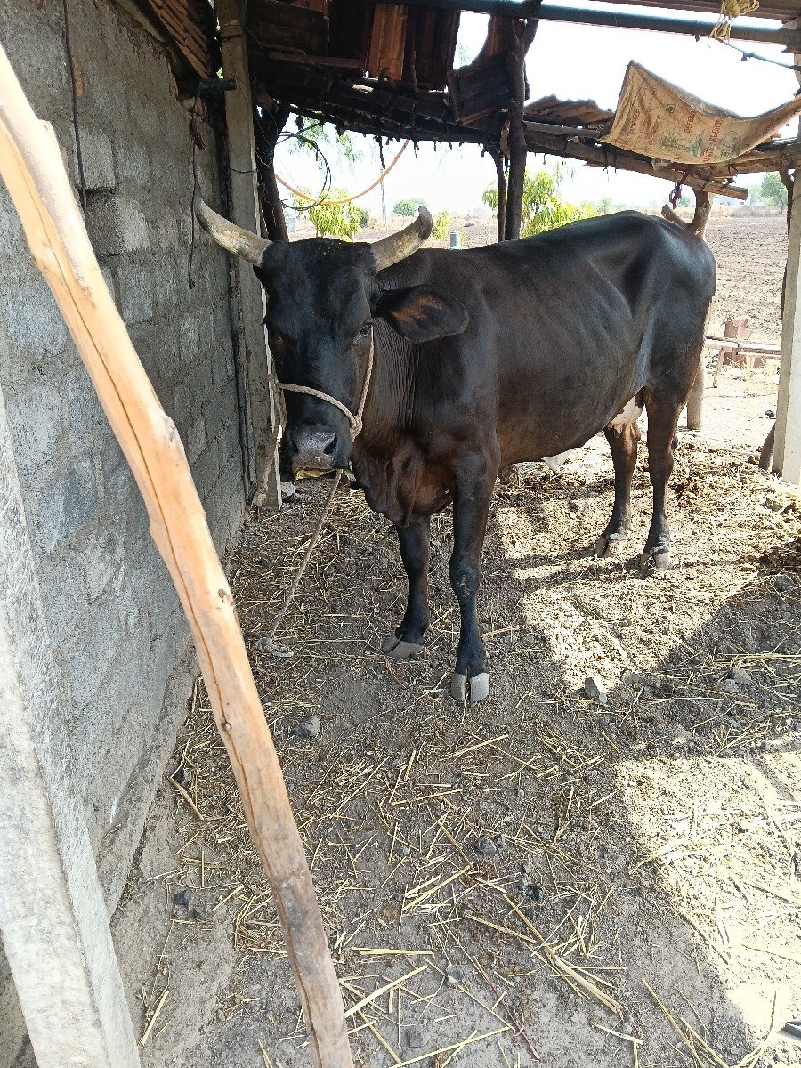 જર્સી ગાય વેચવા ની છે