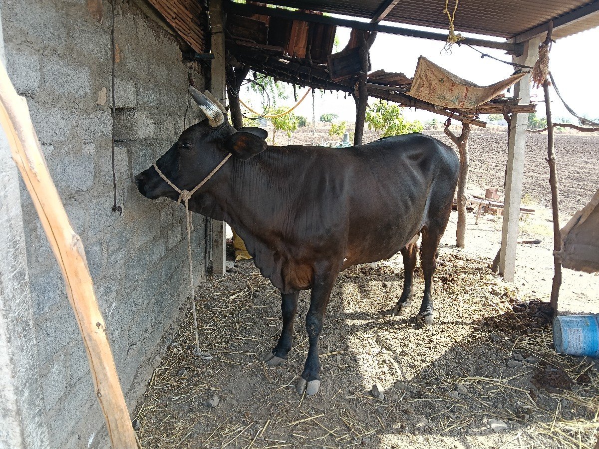 જર્સી ગાય વેચવા ની છે