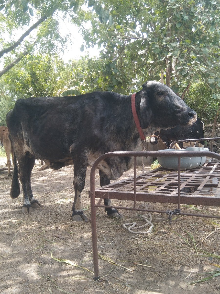 ગાય વેચવાની છે