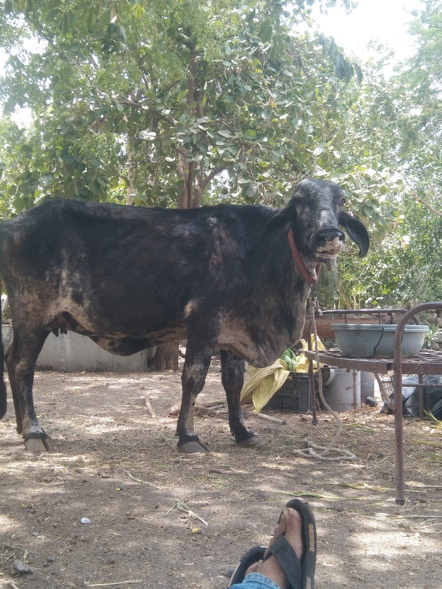 ગાય વેચવાની છે