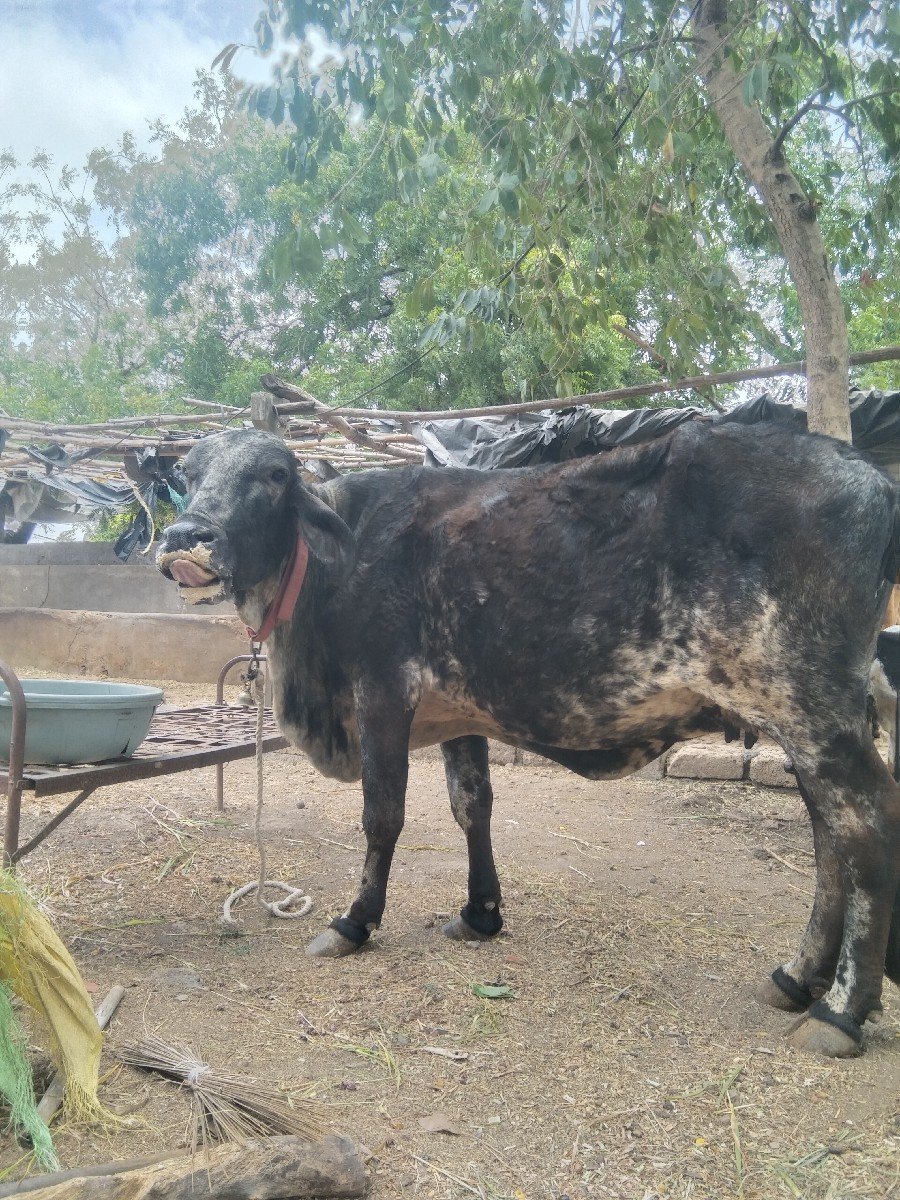 ગાય વેચવાની છે