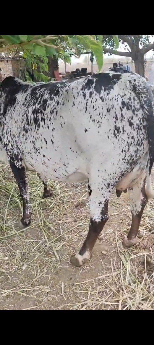આ ગાય વેચાવા નિ છે