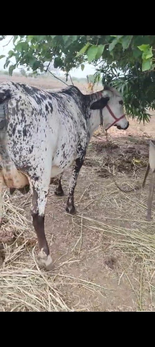 આ ગાય વેચાવા નિ છે