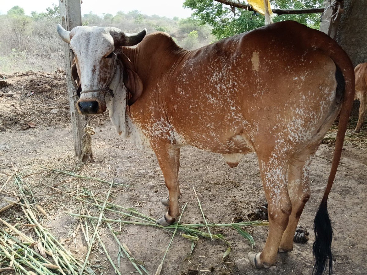 ગાય