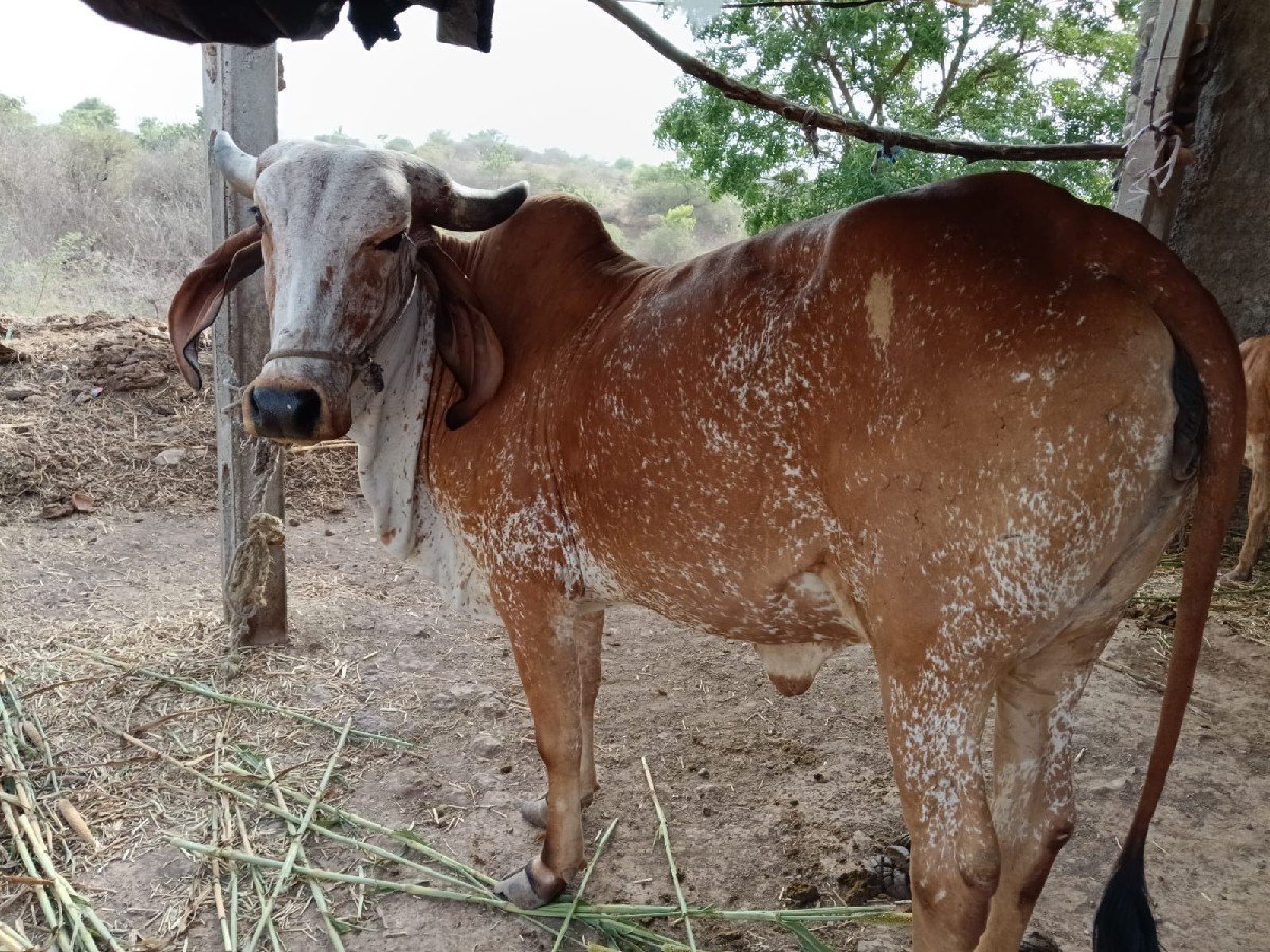 ગાય
