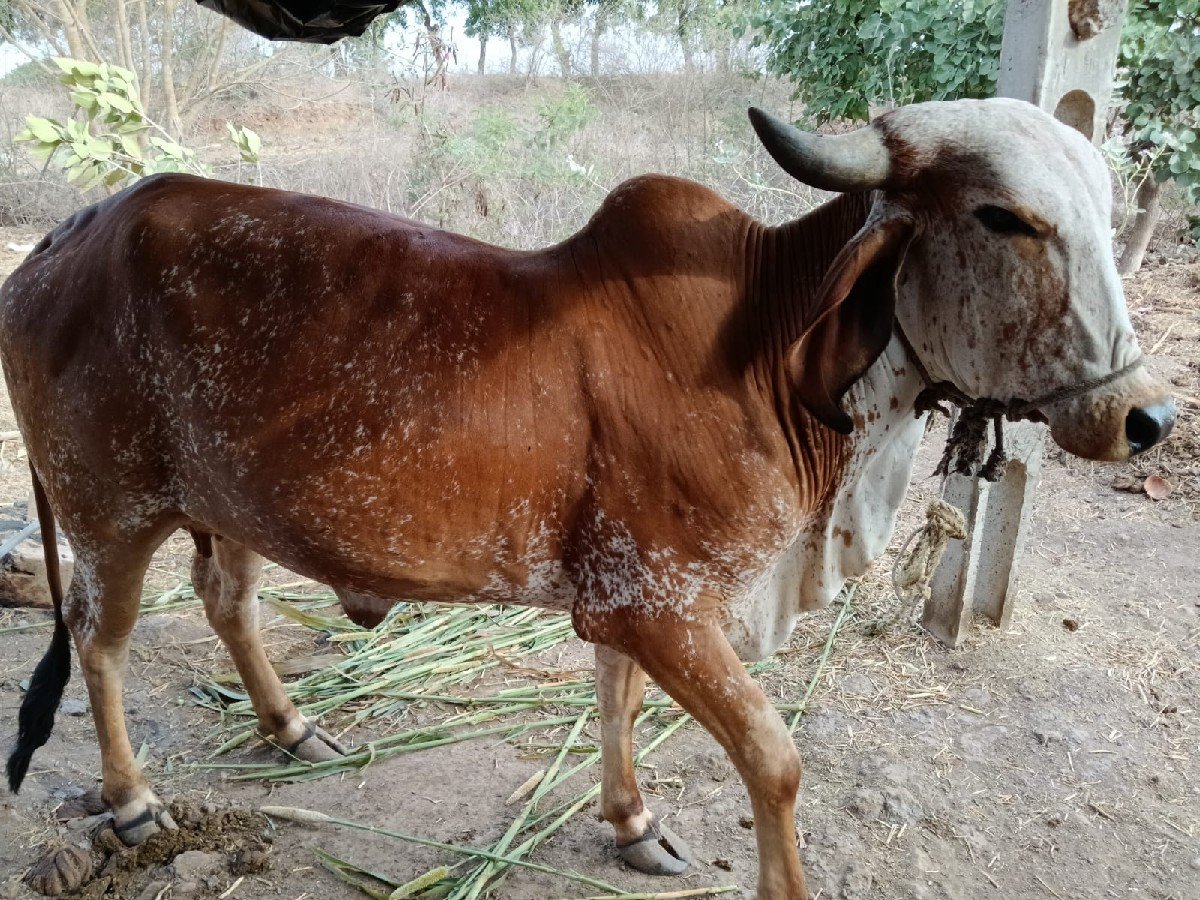 ગાય