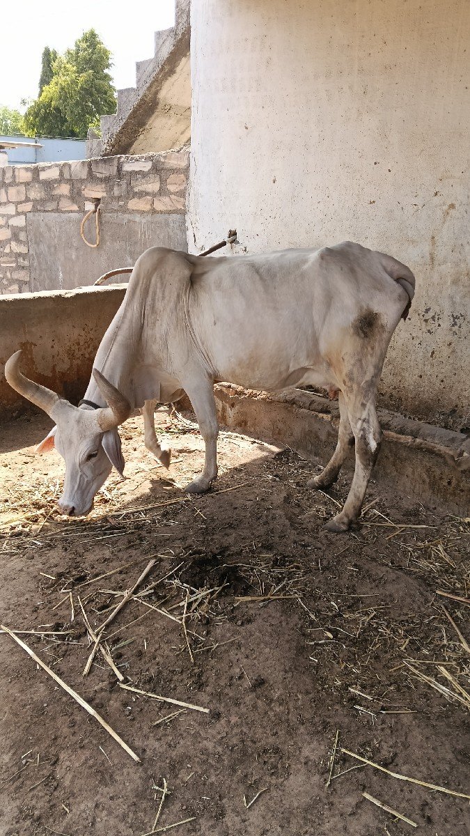શ્વેત કપિલા ગાય