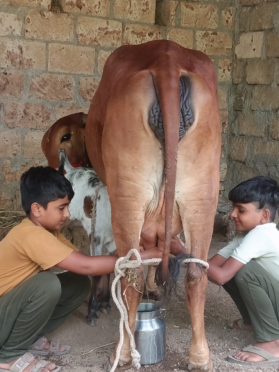 ગાય વેચવાની છે